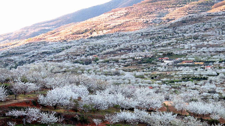 valle del jerte rutas caravana