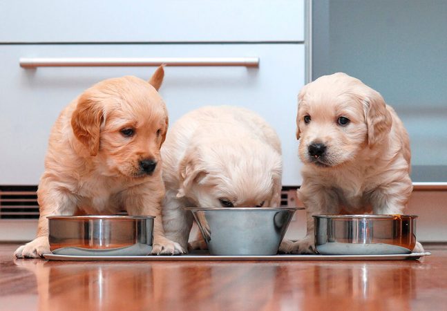 cachorros comiendo Merca2.es