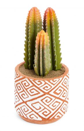Primark: cactus
