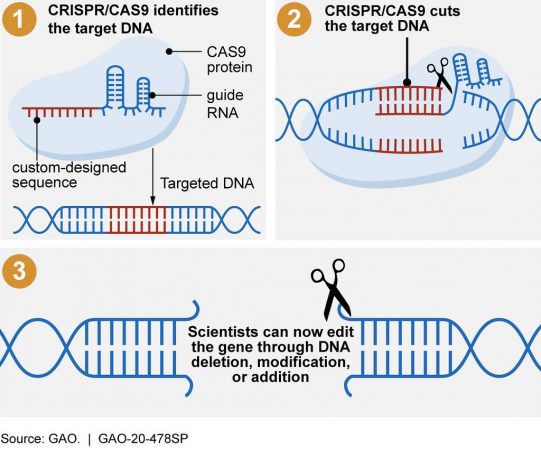 CRISPR-Cas9, tecnologías economía España