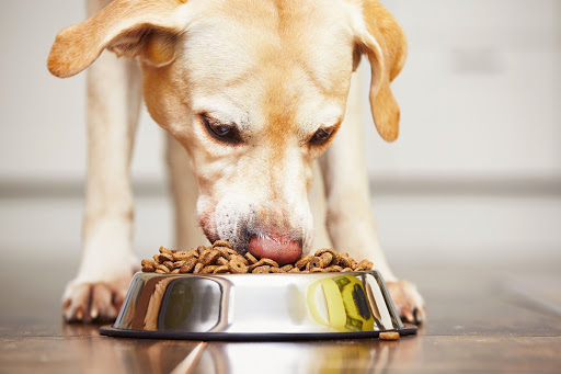 Importancia de alimentación de tu mascota perros ocu