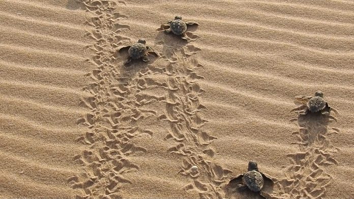 nacimiento tortugas en el mido del Parador El Saler