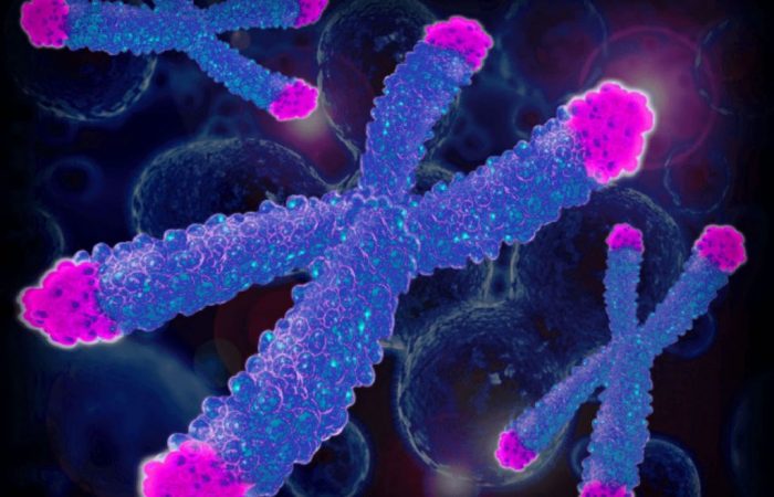 telomeros alimentos Merca2.es