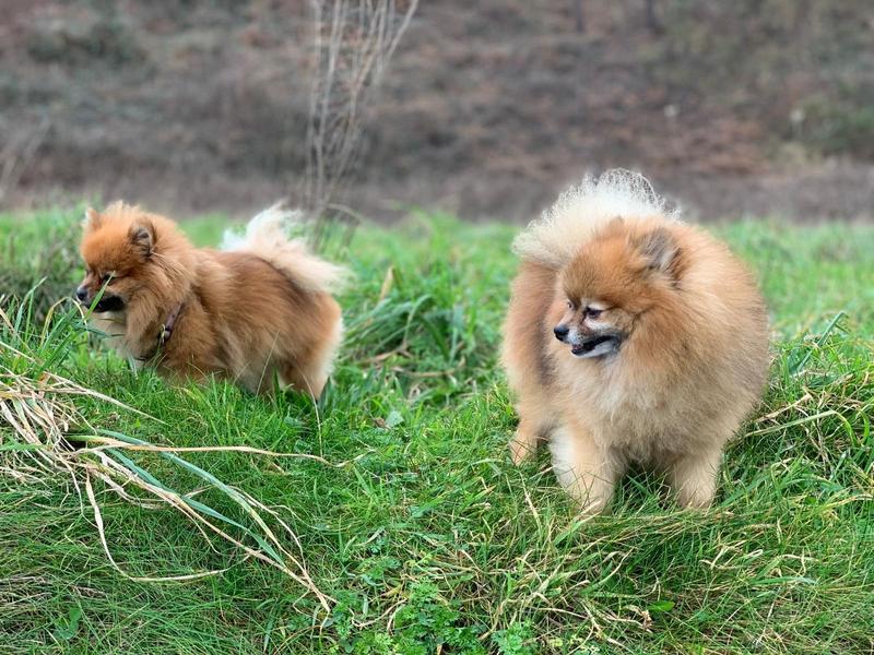 La CNMC investiga a la Real Sociedad Canina Española por prácticas anticompetitivas