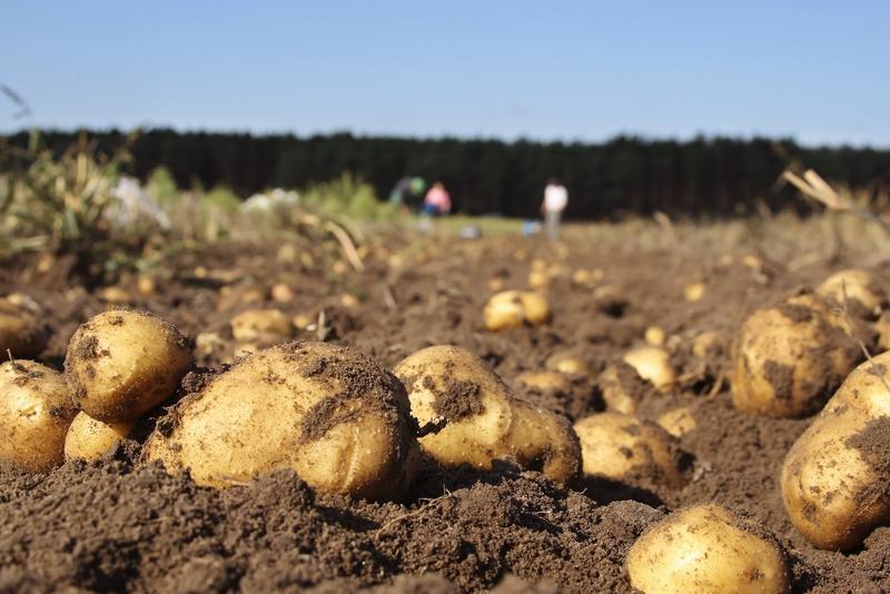 UPA advierte de los «ruinosos» precios en origen de la patata