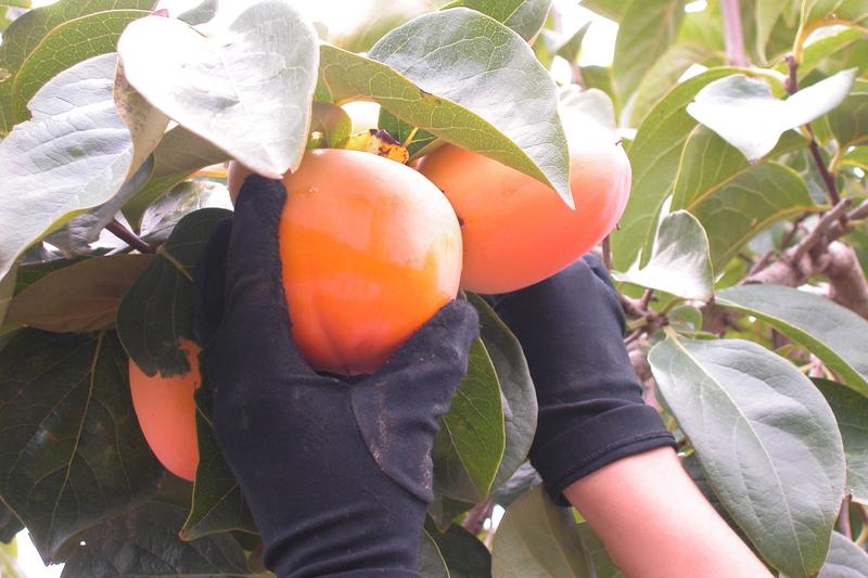 Agricultura abre expedientes sancionadores por incumplimiento de contratos en la compraventa de caqui