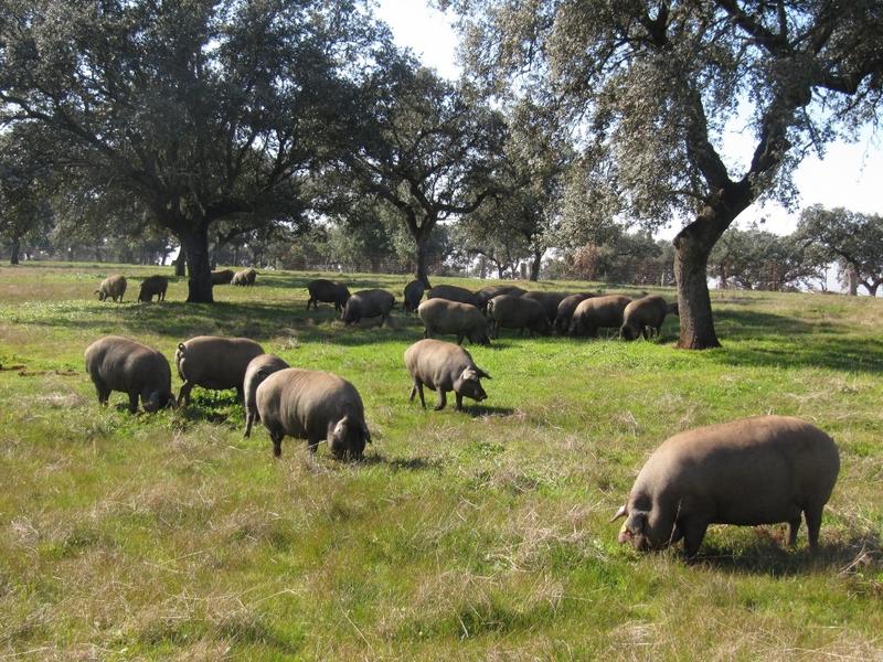 El Gobierno aprueba 1,46 millones en ayudas para el sector del porcino ibérico