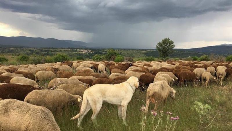 UPA aplaude que lleguen más fondos al campo, pero pide una «apuesta más firme» contra el despoblamiento