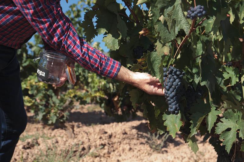 Planas defenderá en Europa el vacuno y el vino en reunión del sector agrario