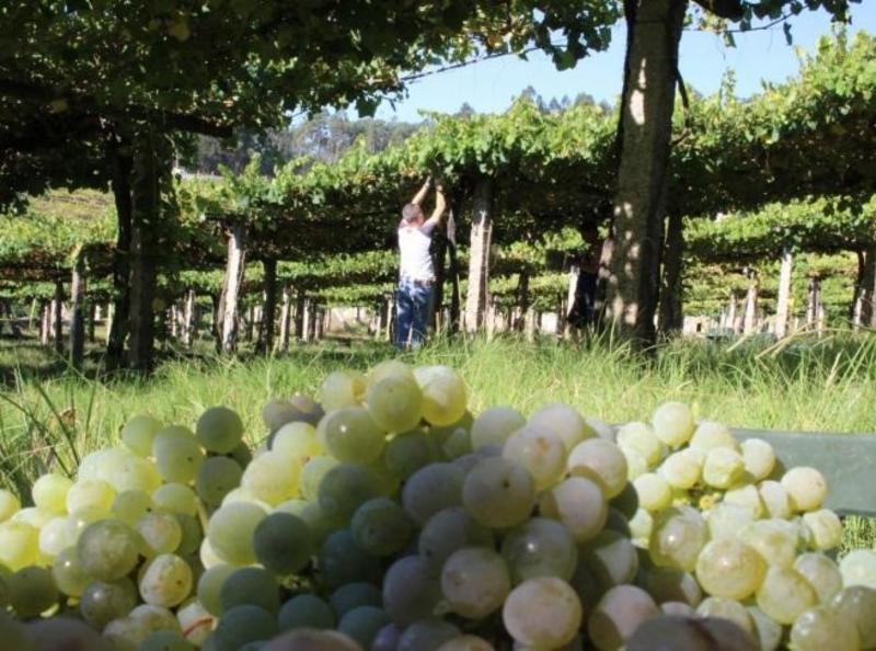 La D.O. Rías Baixas vende al mercado exterior una de cada tres botellas que produce