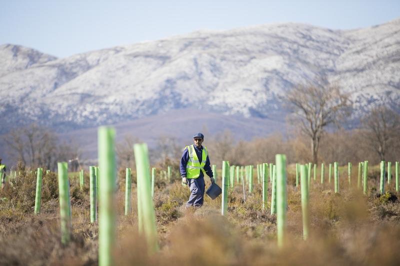 Fundación Repsol: joint venture para impulsar la reforestación en la Península Ibérica y Latinoamérica