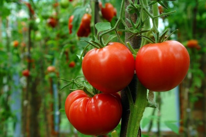 tomates alimentos diureticos