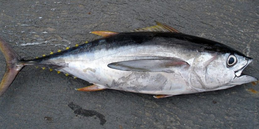 atun claro Merca2.es