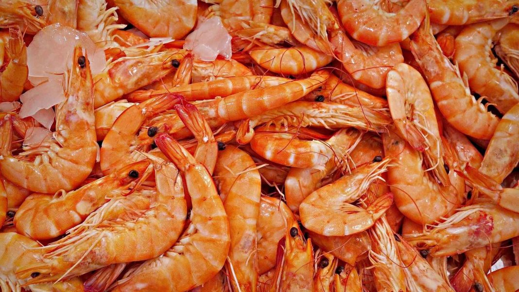 langostino cocido