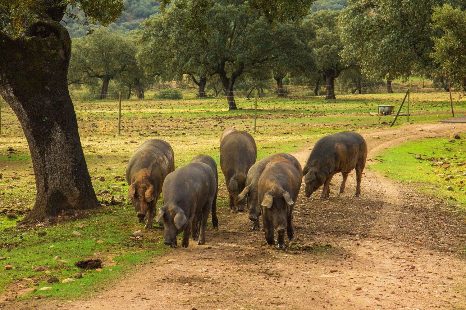 Jamón ibérico del Club del Gourmet de El Corte Inglés que merece la pena