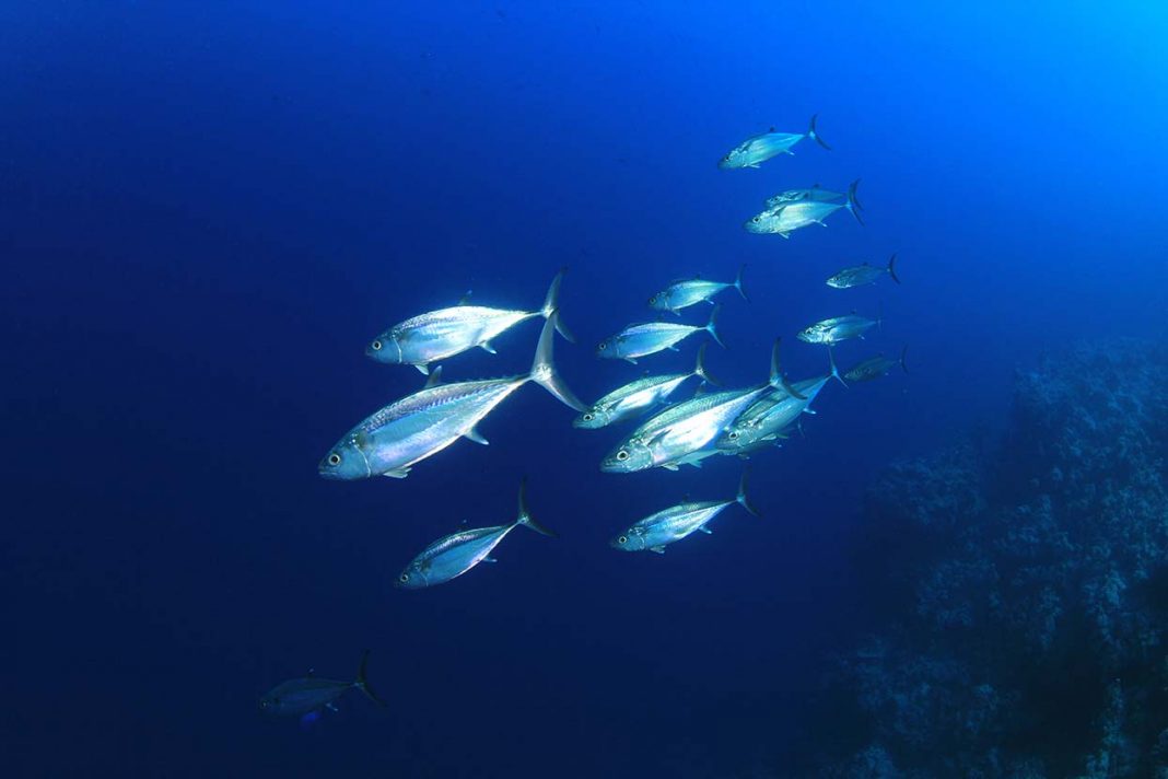 migracion bonito del norte