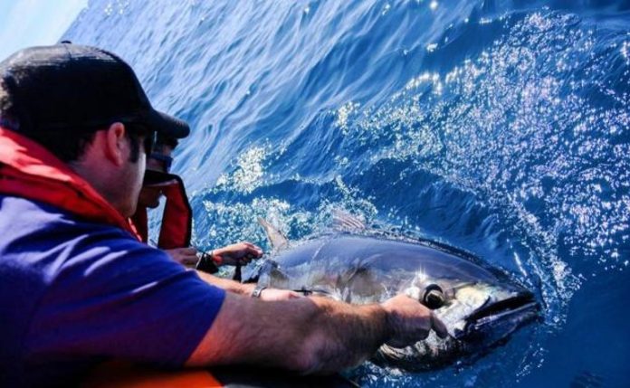 pesca bonito del norte