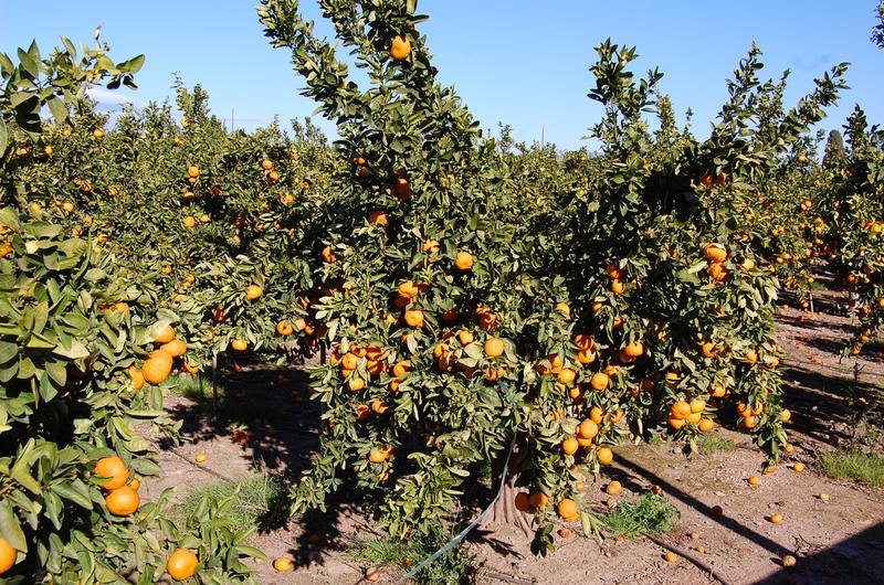 La firma de capital riesgo MCH y SanLucar invierten en los cítricos de Llusar