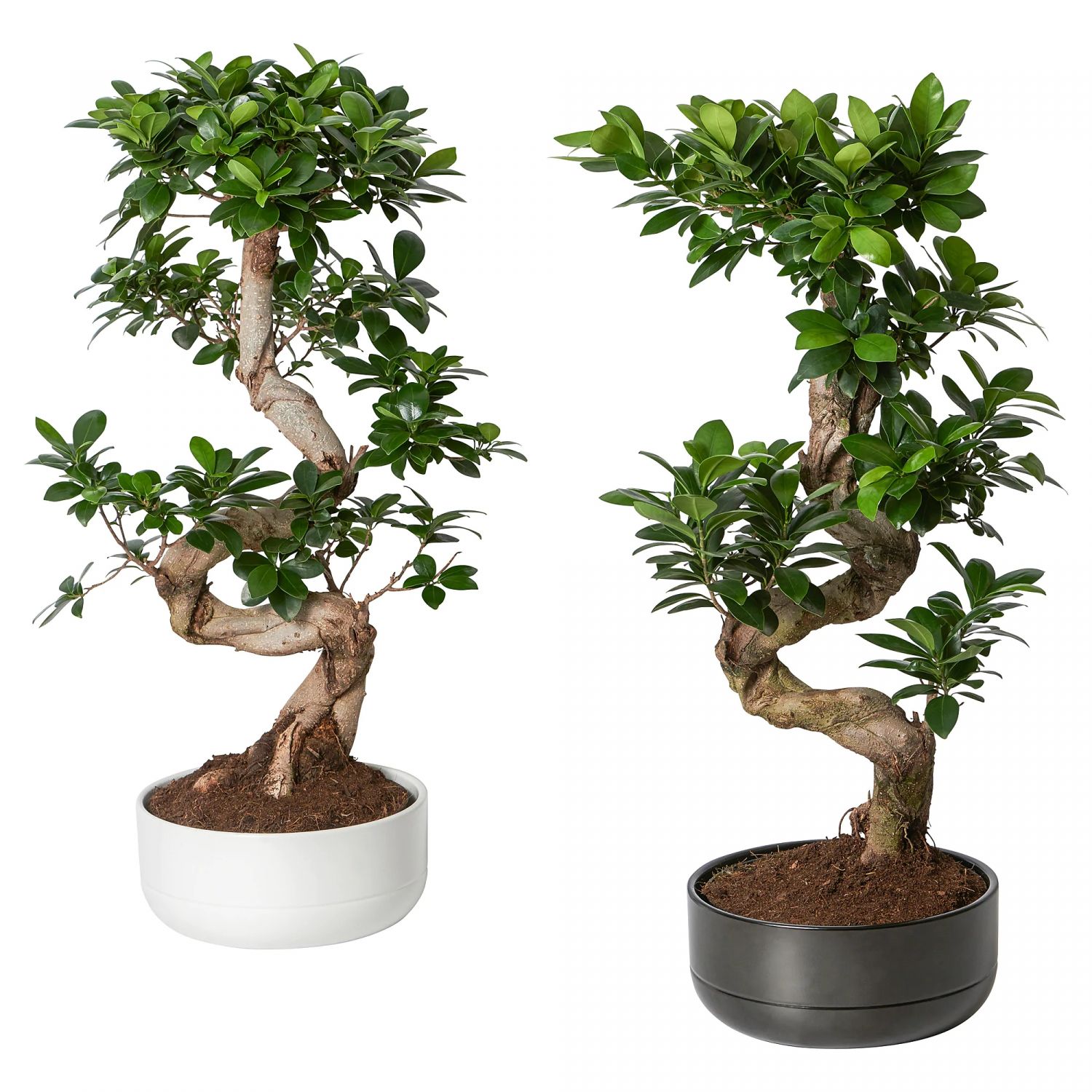 Ficus de IKEA