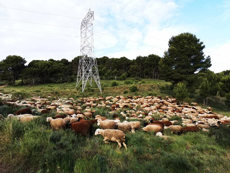 Red Eléctrica controla por pastoreo la vegetación bajo las líneas eléctricas