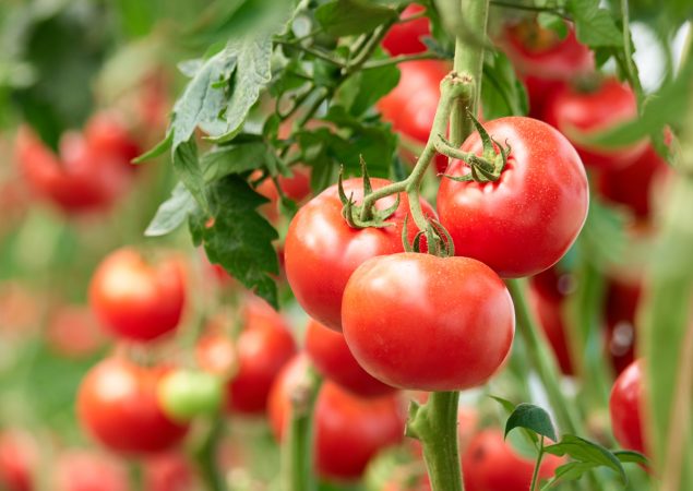 tomate 1 Merca2.es