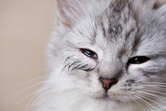 Clamidiosis felina