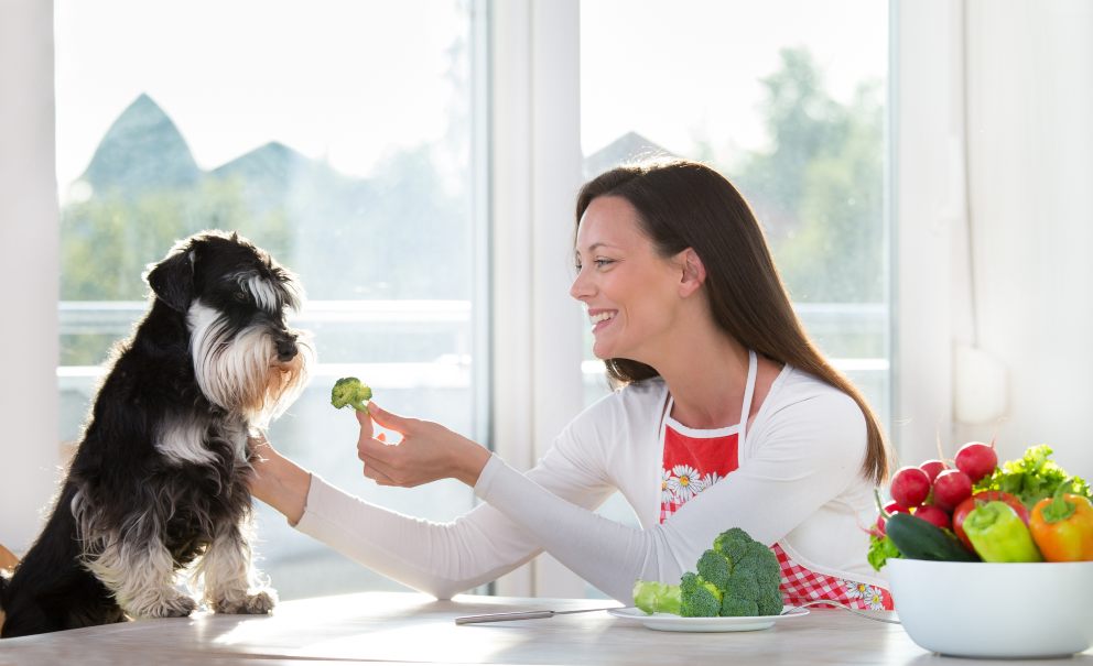 Estos son los alimentos que nunca le puedes dar a tu perro