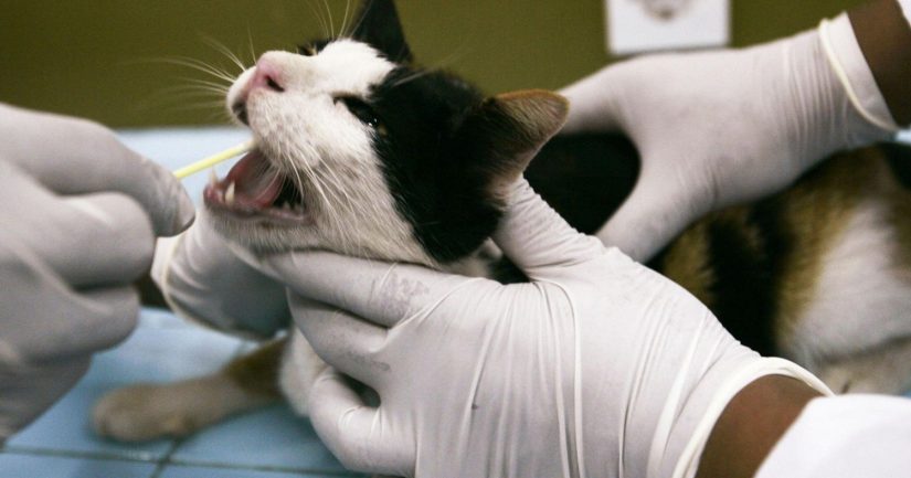 Leucemia felina (leucosis) gatos