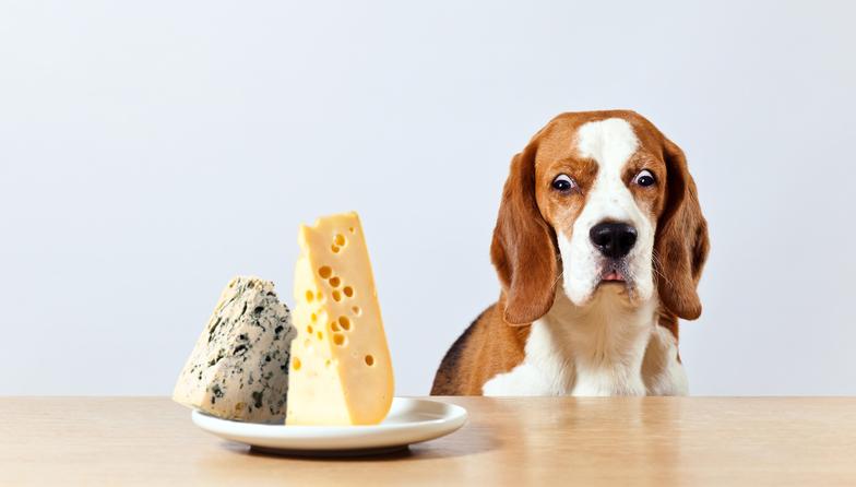 Los lácteos son alimentos perjudiciales para el perro