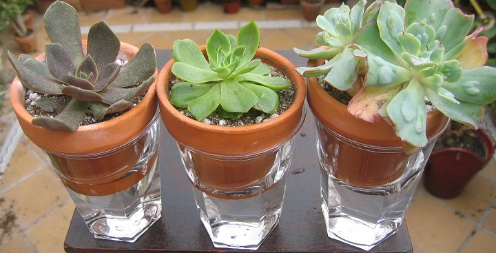 Regar las plantas y usar el agua de la pasta