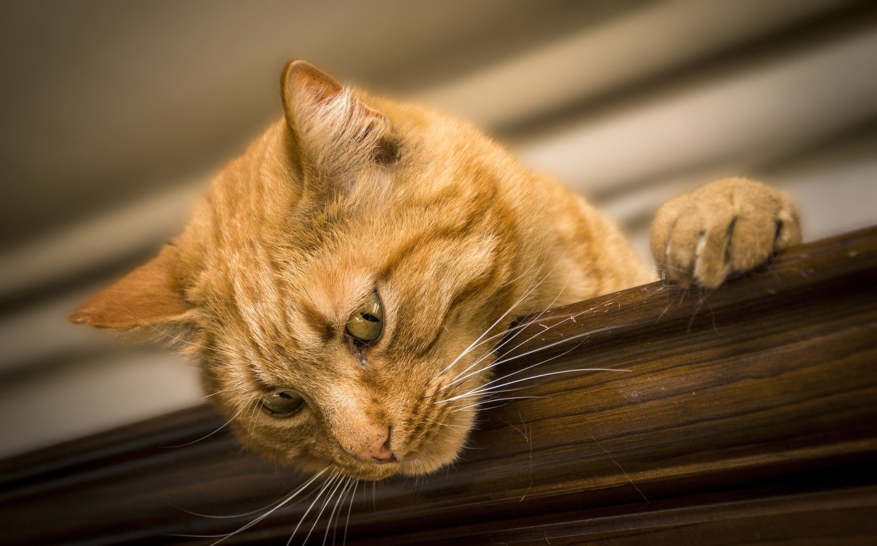 Los siete productos que pueden matar a tu gato y no lo sabías