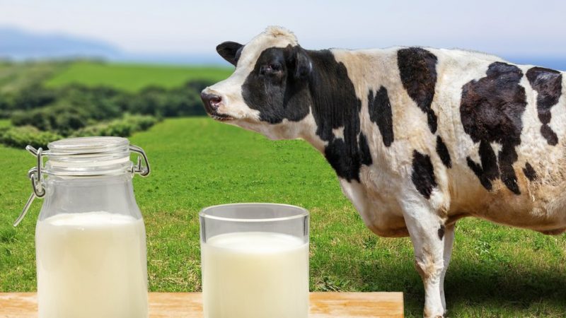 La leche pierde sus propiedades durante el proceso