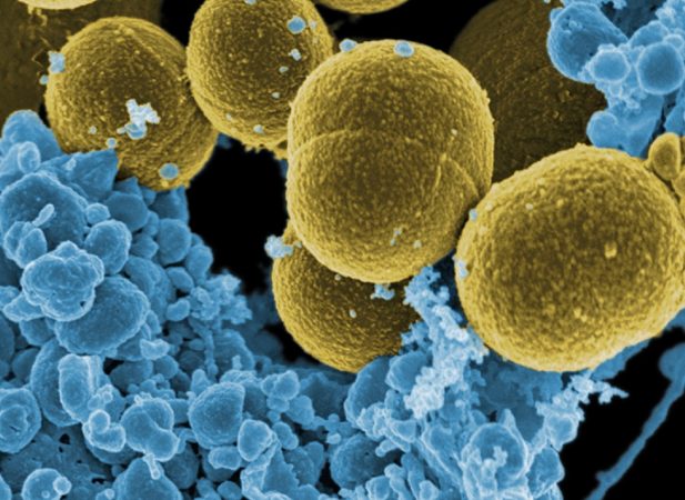 Lucha contra las bacterias