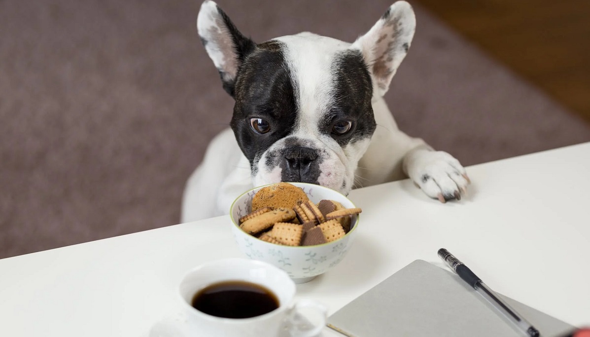 10 alimentos prohibidos para perros que no pueden comer
