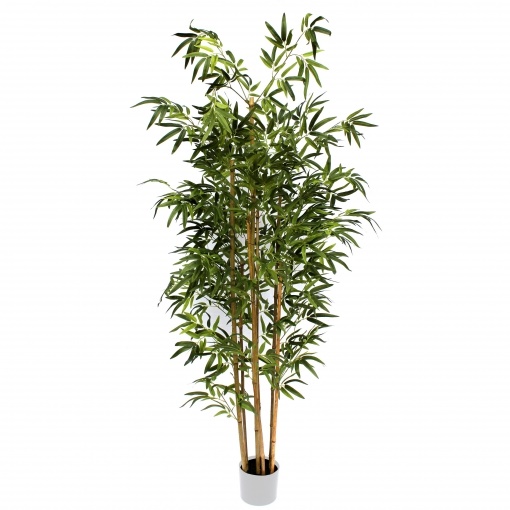 Árbol bambú plantas Carrefour jardín