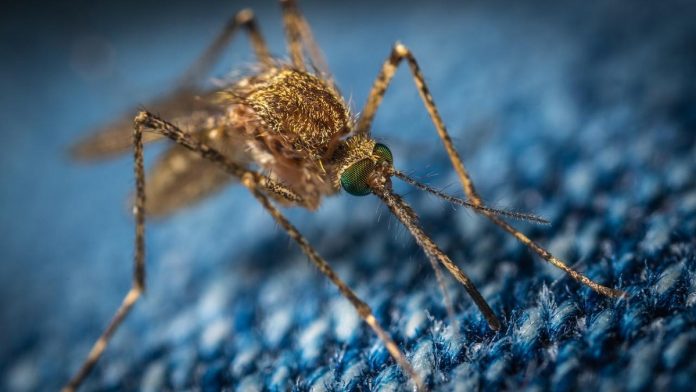 mosquitera corredera