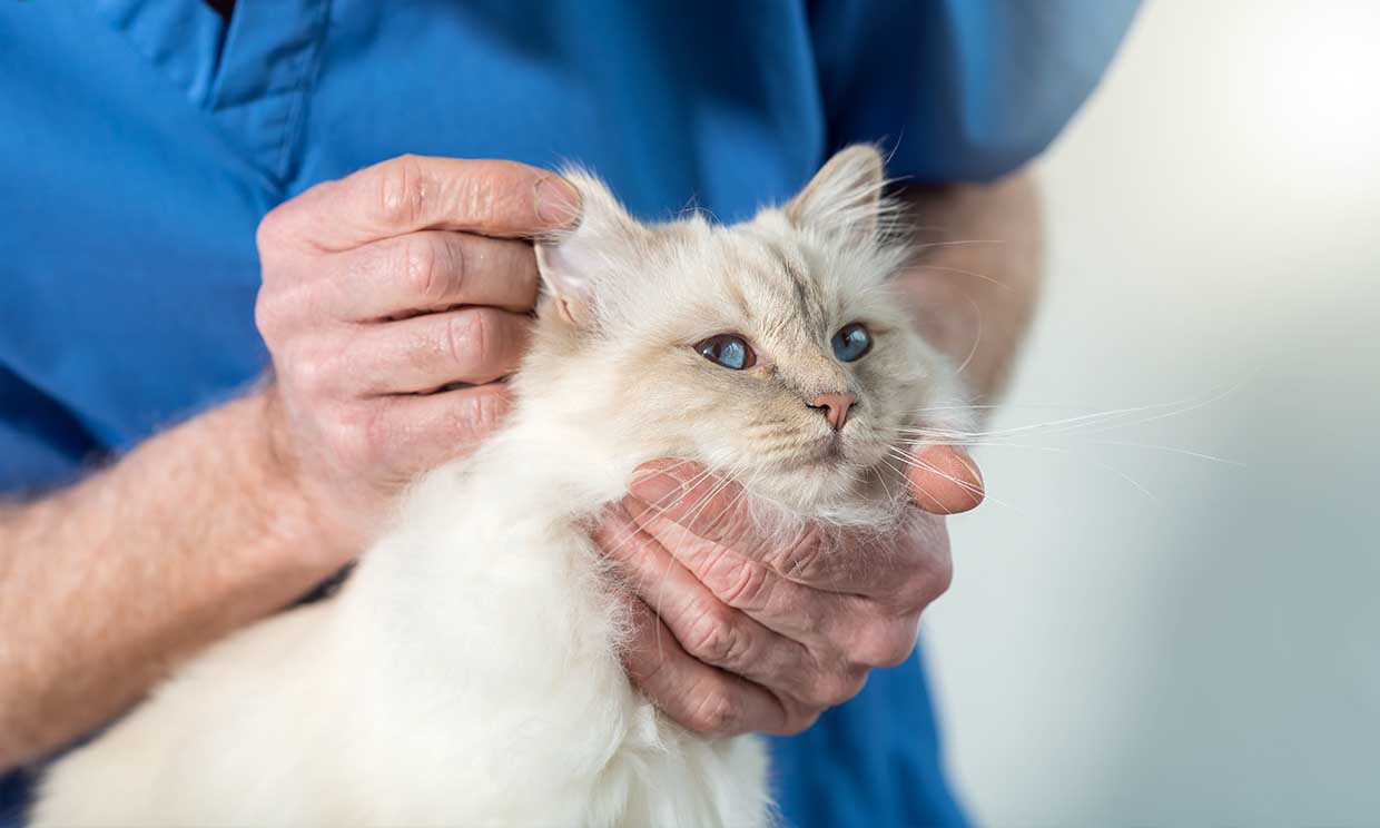Cómo curar la otitis y la conjuntivitis en los gatos
