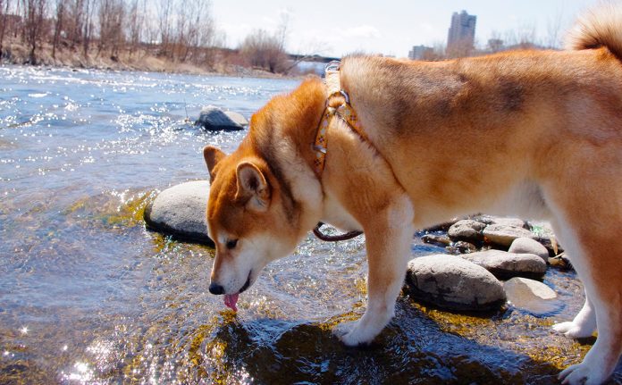 perro-agua-leptospirosis