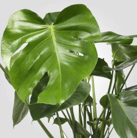 plantas interior