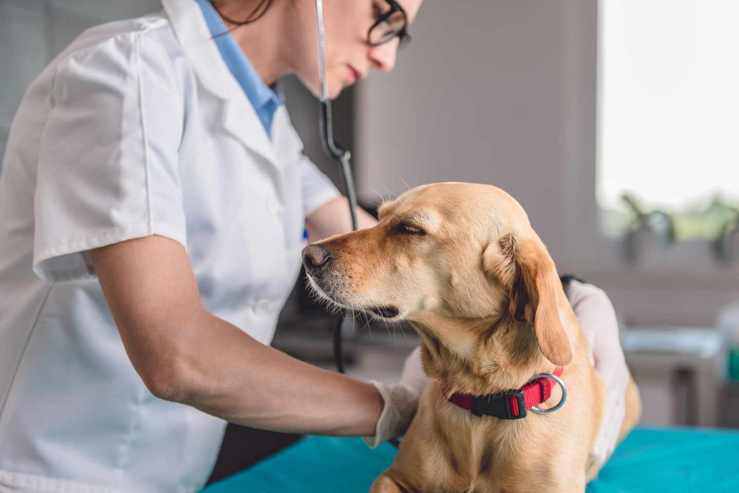Leptospirosis: qué es y cómo curar esta enfermedad que sufren los perros
