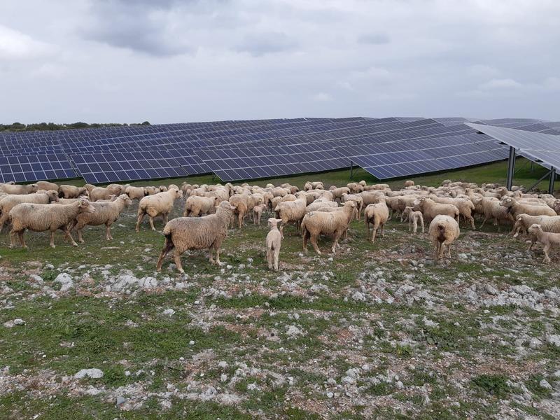 Iberdrola busca soluciones colaborativas para combinar agricultura y ganadería
