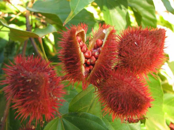 Achiote