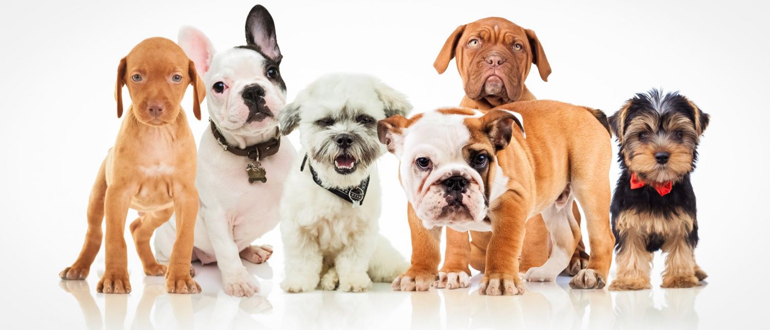 Qué debes tener en cuenta a la hora de elegir tu primer perro