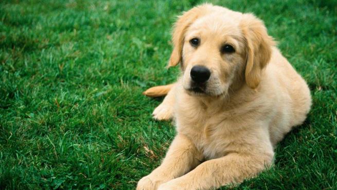 Selección de los perros por sus tamaños