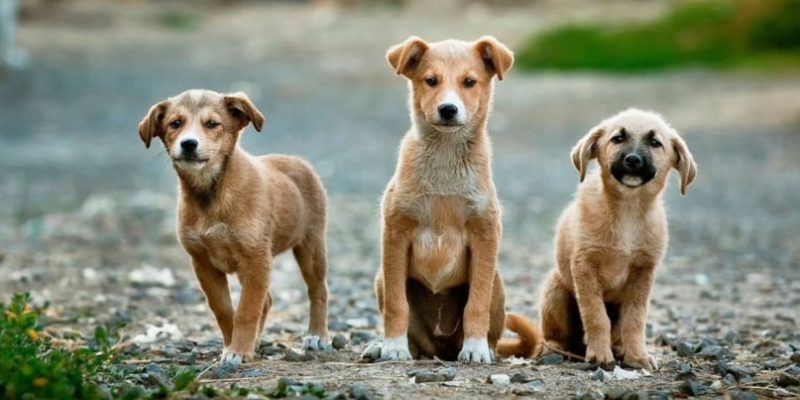 Seleccionar los perros por las edades 2 Merca2.es