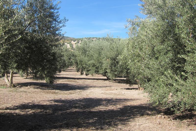El pleno del Observatorio de la Cadena Alimentaria aprueba el estudio de la cadena de valor del AOVE