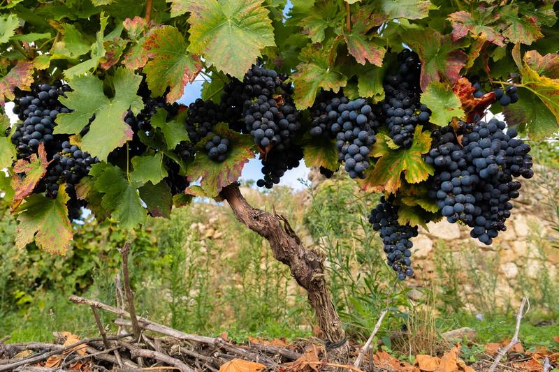 La FEV aplaude el acuerdo que pone fin a los aranceles extraordinarios al vino