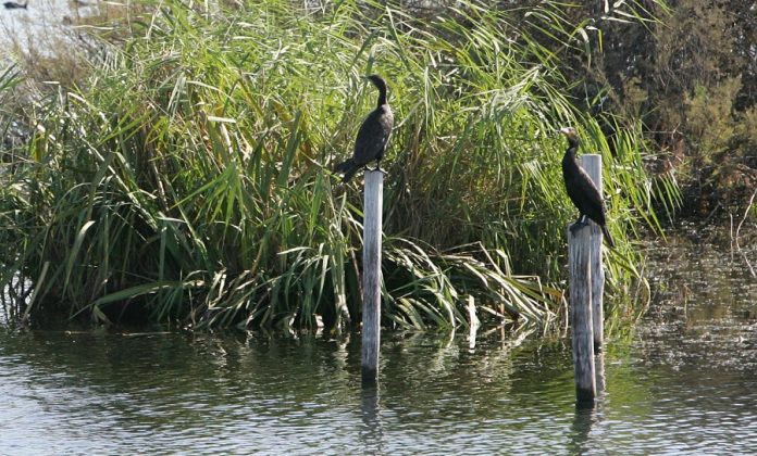 La Laguna Primera de Palos