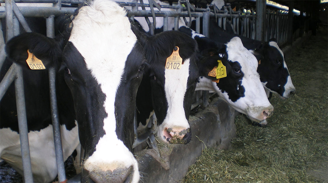 El ‘clan de la leche’ castiga a la España rural mientras se jacta de ser “sostenible”