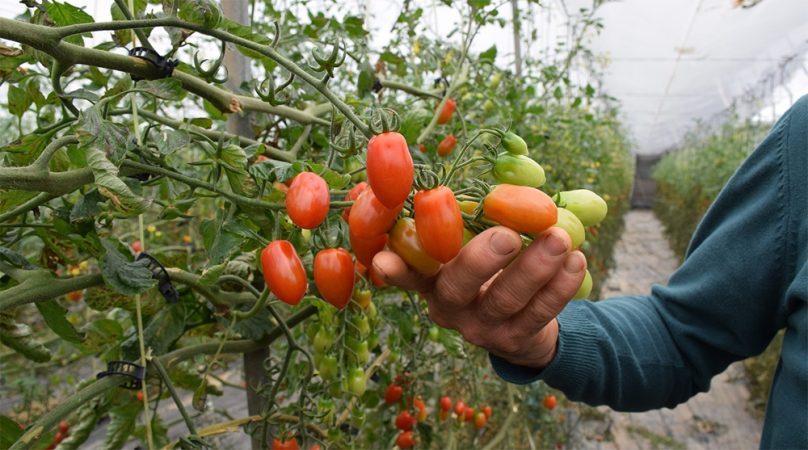 tomate marroqui Merca2.es